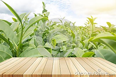 Green tea bud and leaves Stock Photo