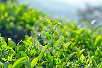 Green tea close up Stock Photo