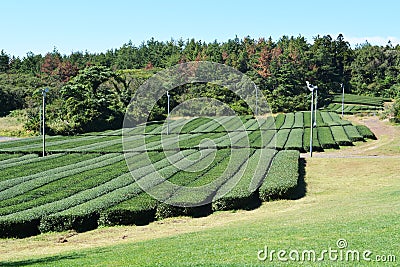 Green tea farm Stock Photo