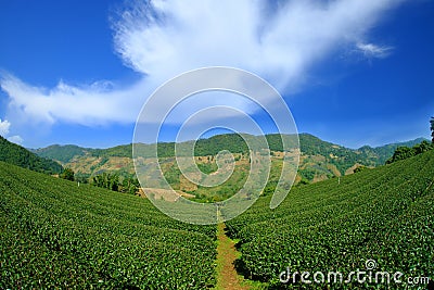 Green Tea Farm Stock Photo