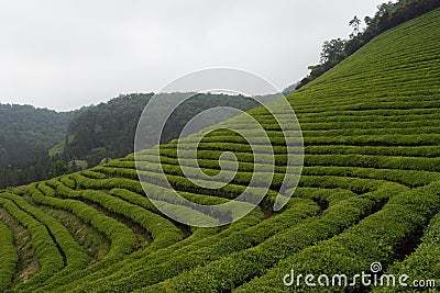 Green tea field in Boseong, South Jeolla Province, Korea Stock Photo