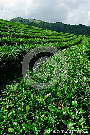 Green tea field, Chiangrai,Thailand Stock Photo