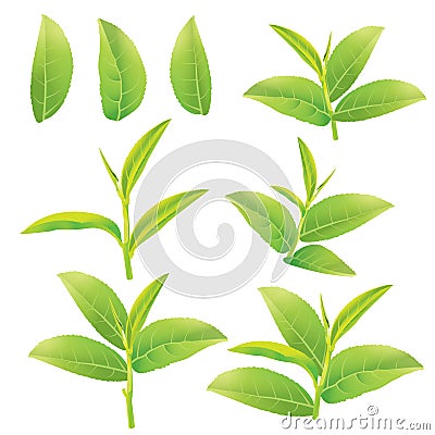 Green tea Vector Illustration