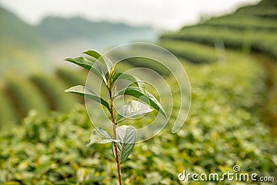 Green tea fresh leaves. Tea plantations. Stock Photo