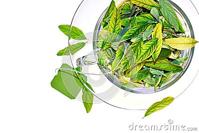 Green tea freshness Stock Photo