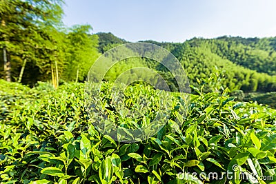 Green tea garden on the hill, China south Stock Photo