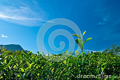 Green tea leaf with blue sky Stock Photo