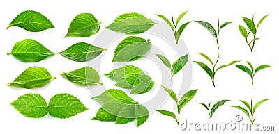 Green tea leaf and green leaves on white background Stock Photo