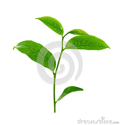 Green tea leaf isolated on white background. Stock Photo