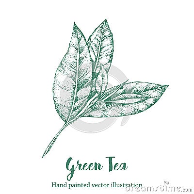 Green tea leaf vector illustration. Floral branch organic hand drawing sketch. Vector Illustration