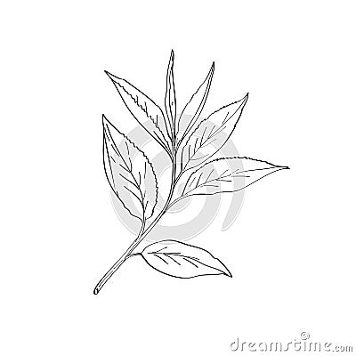 Green Tea Leaves Camellia Sinensis Line Art Drawing Black and White Vector Illustration