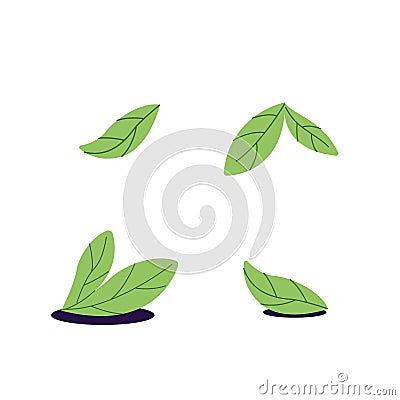 Green tea leaves. Foliage for herbal drink. Herbs for Chinese beverage. Crop of mint, spearmint. Healthy pharmacy plants Vector Illustration