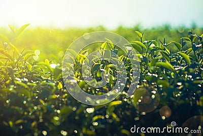 Green tea leaves in tea plantation with bokeh and sunlight in the morning at Chiang Rai Province, Thailand. Soft focus Stock Photo