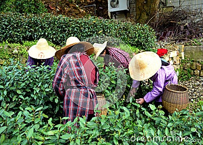 Green tea plantation Stock Photo