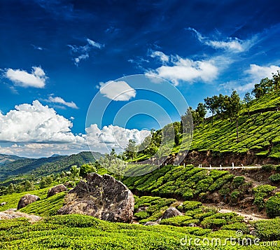 Green tea plantations in Munnar, Kerala, India Stock Photo