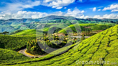 Green tea plantations in Munnar, Kerala, India Stock Photo