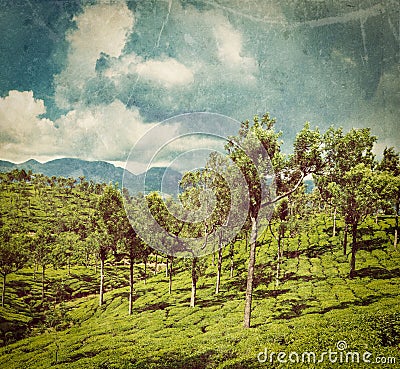 Green tea plantations in Munnar, Kerala, India Stock Photo