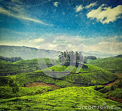 Green tea plantations. Munnar, Kerala, India Stock Photo