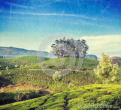 Green tea plantations in Munnar, Kerala, India Stock Photo