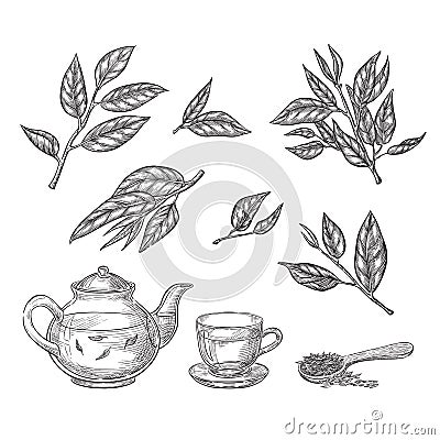 Green tea sketch vector illustration. Leaves, teapot and cup hand drawn isolated design elements Vector Illustration