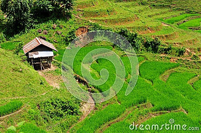 Green Terraced Rice Field in Mae Long House Stock Photo