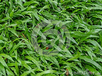 A Green Texture of Java Fern Grass Stock Photo