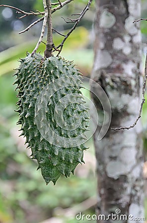 Green textured guanabana fruit with tree Stock Photo