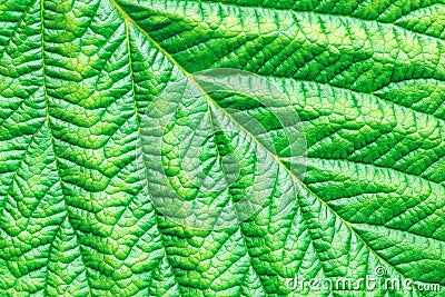 Green detailed textured leaf macro shot, abstract botanical background Stock Photo