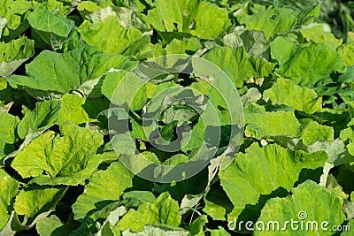 Green thickets of burdock. Plants and trees. Stock Photo