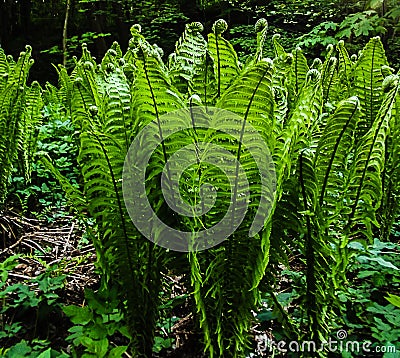 green thickets of common fern Stock Photo