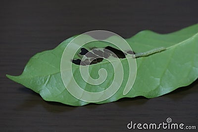 A green thin caterpillar on a coffee leaf Stock Photo