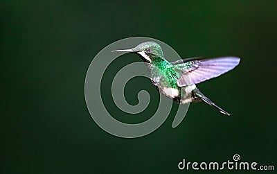 Green thorntail Discosura conversii, adult female Stock Photo