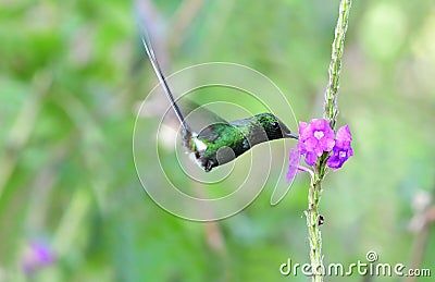 Green Thorntail Discosura conversii feeding on a flower Stock Photo