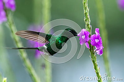 Green thorntail hovering next to violet flower, bird from mountain tropical forest, Costa Rica, tiny beautiful hummingbird Stock Photo