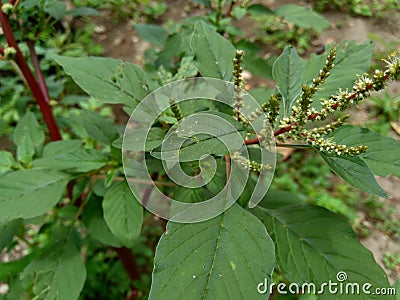 Thorny Amaranthus Amaranthus spinosus with natural background Stock Photo