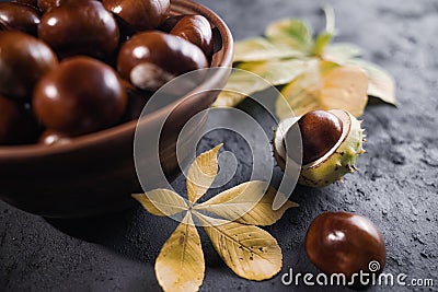 Green and thorny horse chestnut fruits in interior. Stock Photo