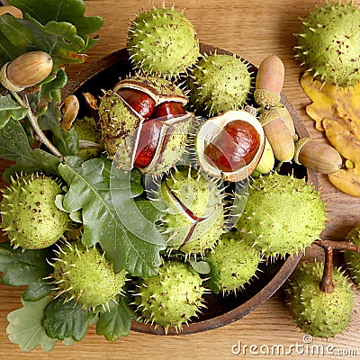 Green and thorny horse chestnut fruits in interior, top view. Stock Photo