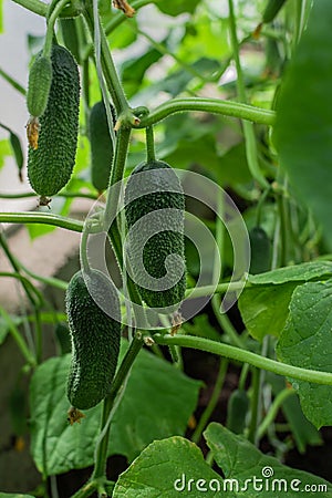 green thorny pimpled cucumbers grow on branches among the leaves in greenhouse, harvest Stock Photo