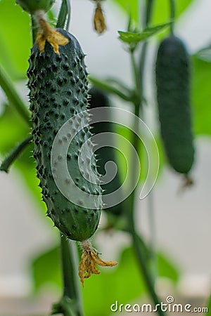 Green thorny pimpled cucumbers grow on branches among leaves in greenhouse, harvest Stock Photo