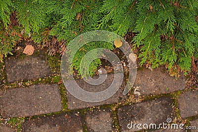 Green Thuja alley. And road in autumn top view Stock Photo