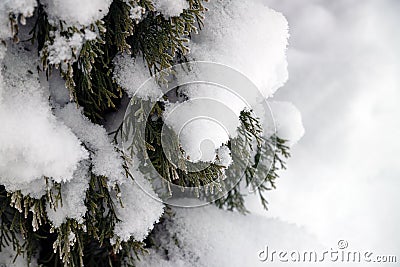 Green thuja branches covered white crystal snow Stock Photo