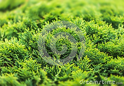 Green thuja bush Stock Photo