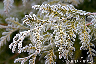 Green thuja leaves covered with morning white frost in the garden Stock Photo