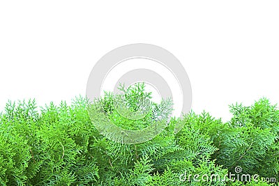 Green thuja, thuya isolated on white background Stock Photo