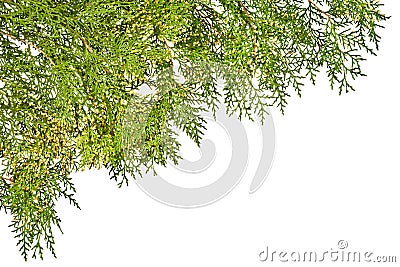 Green thuja twig on a white background Stock Photo