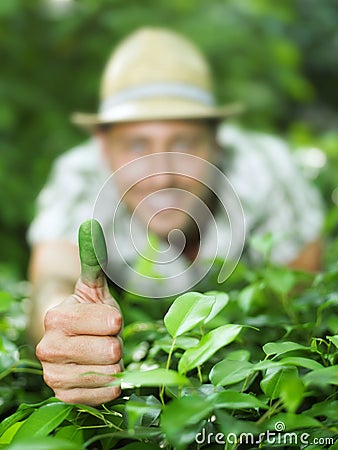 Green thumb Stock Photo