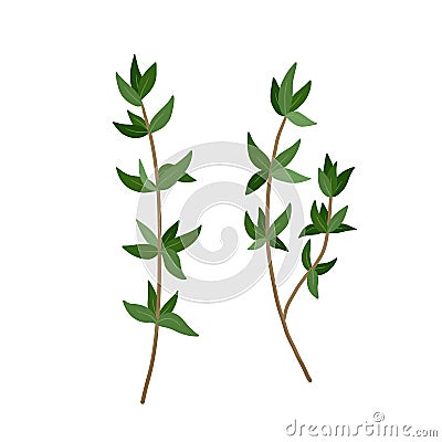 Green Thyme branch with leaves spice. Vector illustration isolated. Thyme herb for design element in culinary, package Vector Illustration