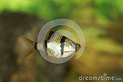 Green Tiger Barb 703935 Stock Photo