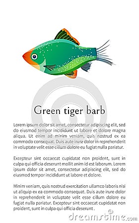 Green Tiger Barb Aquarium Fish Isolated on White Vector Illustration