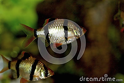 Green Tiger Barbs 703921 Stock Photo